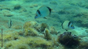 Several Common two-banded seabream (Diplodus vulgaris) follow the Red Sea goatfish (Parupeneus forsskali), which seeks food on the algae-covered seabed. Mediterranean.