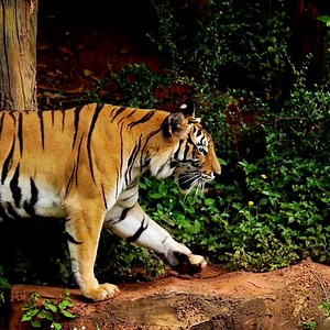 13K views · 177 reactions | Incredible Animal Secrets: 5 Mind-Blowing Facts You Never Knew 勞 #AnimalFacts #NatureTrivias #WildlifeKnowledge #InterestingScience | Rare Viral Facts | Facebook