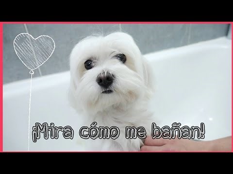Cómo bañar a tu Bichón Maltés y razas de pelo largo, en casa.
