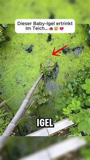 Hilf diesem Baby-Igel vor dem Ertrinken!