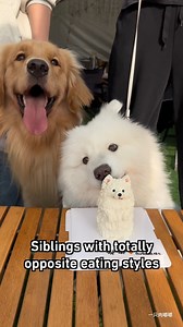 When you let bro have 1 bite of your food | Barked