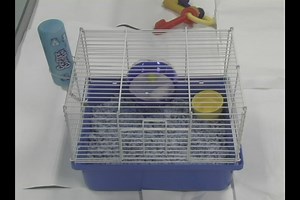 Watch Setting Up Bedding in Your Pet Mouse Cage on Amazon Live