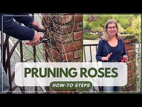 How to Prune Roses