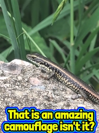 Funky Looking Lizard 🦎🌏 There's magic everywhere if you slow down & try to look for it. This tiny lizard just wanted to say g'day & then bail; how fascinating is that camoflauge though!? What an absolute treat. 🔰🔰🔰🔰🔰🔰🔰🔰🔰🔰🔰🔰 Hashtags: #lizard #skink #camouflage #australianwildlife #reptiles 📃 Keywords: lizard camouflage, skink camouflage, Australian skink, camouflaged lizard, reptile camouflage, lizard blending in, skink in the wild, Australian reptiles, bush skink, lizard hiding i