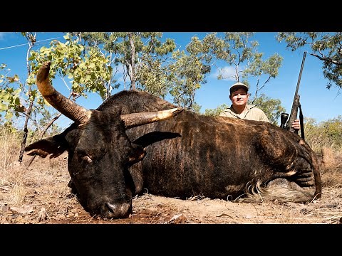 WILD SCRUB BULL HUNT : DANGEROUS GAME