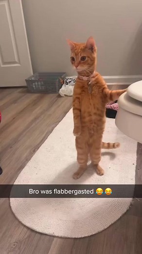 4.5K views · 128 reactions | Cat watching Owner take a bath ...