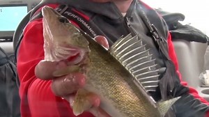Upper Red Lake Winter Walleye Limit Lowered to 4 for 2025-26