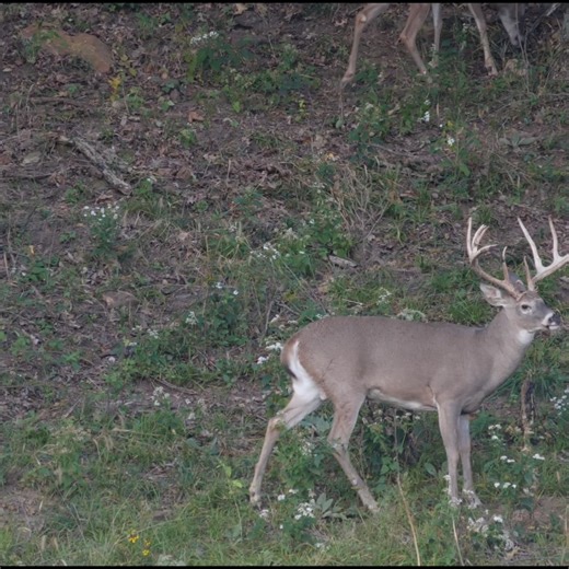 BIG typical whitetail 🦌 hanging out on a hillside. We can't get enough watching these big typicals roam our hunting grounds. | Genesis Whitetails