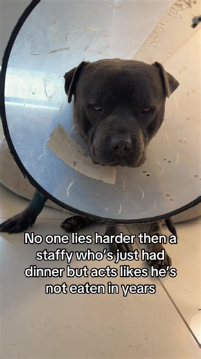 Really he’s of his face on anaesthetic but this is how he looks most days #dogsoftiktok #staffy #staffysoftiktok