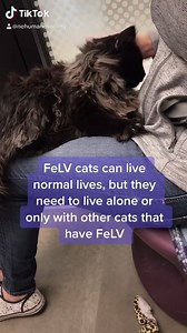 9.3K views · 243 reactions | Jet the 1-year-old cat recently tested positive for Feline Leukemia (FeLV), which means he needs to go to a home where he can be the only cat or live with other FeLV cats. He’s a very sweet boy who just wants to find a forever home! Learn more about Jet here:￼￼￼ https://bit.ly/3qGKQ4q | Nebraska Humane Society | Facebook