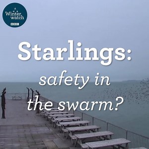 74K views · 1.6K reactions | We have loved being able to watch our starling cameras this Winterwatch and the drama that has transpired. Here are some our highlights from Aberystwyth. ❄️懶 #Winterwatch ❄️ | BBC Springwatch | Facebook