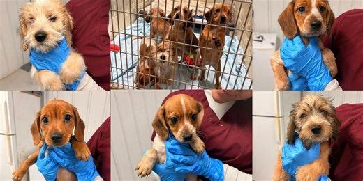 Upstate shelter seeks new home for puppies after heartbreaking start to life