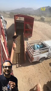 Sheep Loading Technique | S Bro