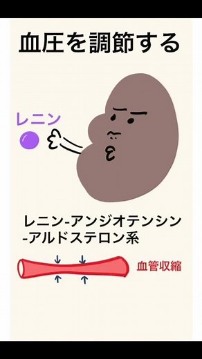 Kidney function #Goro #anatomy and physiology #nursing student