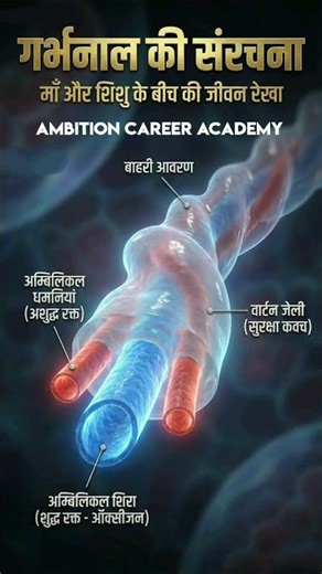 Placenta (अपरा)| placenta formationप्लासेंटा के कार्य | Function of placenta | placenta in hindi #gs