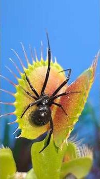 How does a Venus Fly Trap work 🤔 #shorts