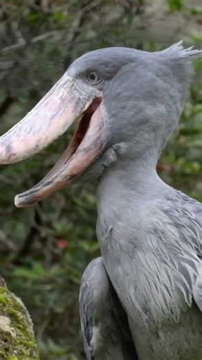 Shoebill Stork Beak Clicking Sound Compilation