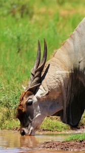 6.2M views · 10K reactions | Eland Antelope Drinking Water Wincent GiIPU #wildlife #nature #antelope | HAWI Studios | Facebook