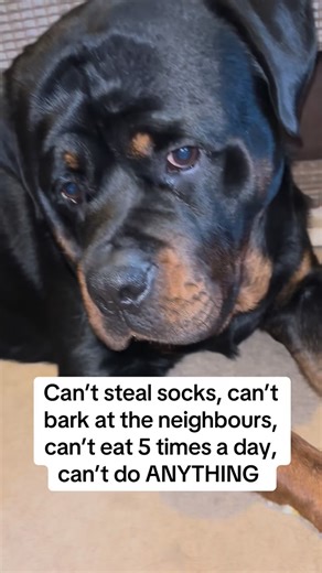 Rico’s not impressed 🐾♥️🐾♥️ #rottweiler #rottie #rottiesofinstagram #rottweilers #rottweilers_of_instagram #rottweilerpuppy | Marie & Rico the Rottie