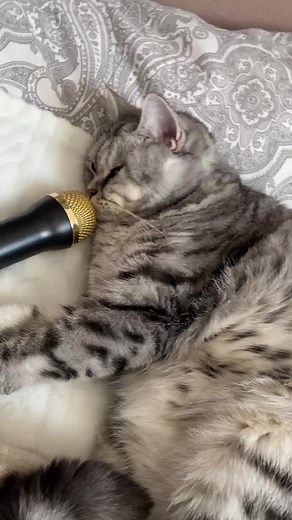 Cute Cat Snoring Compilation