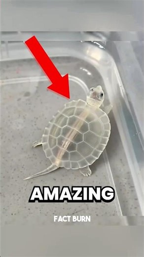 Top 5 AMAZING Animals On Earth 😱 #AmazingAnimals #NatureCreatures