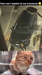 How do I explain this to my insurance ? 😩☠️ | Cat Shat