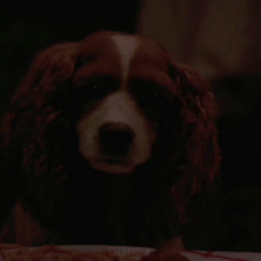 Lady and the Tramp: A Magical Disney Adventure