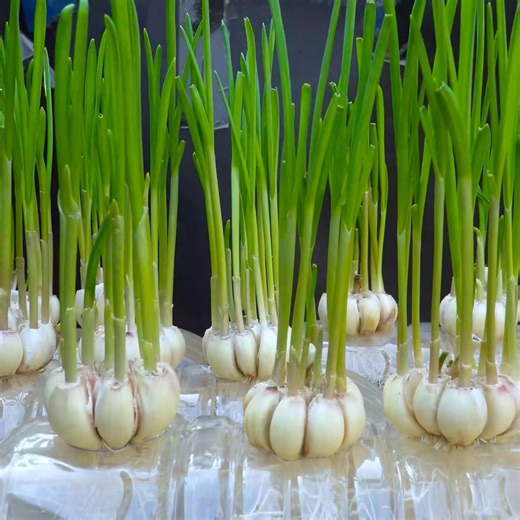 Growing onions in plastic bottles: Secrets to automated watering and fertilizing for high yields.