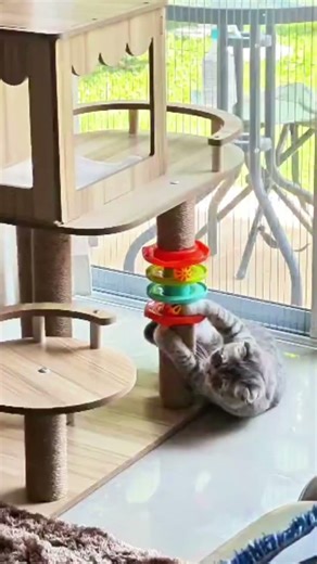New pose unboxing 😂#cat #maly