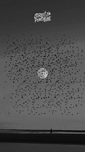 631K views · 10K reactions | Vrai !  | Street Punchline | Facebook