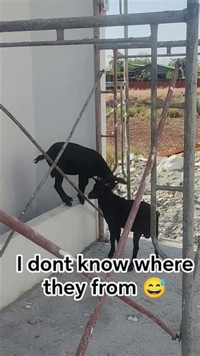 I woke up like this! 😅 #provincelife #goats #fyp