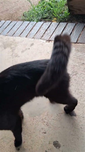 a dark void #cat #fyp #shorts #cute