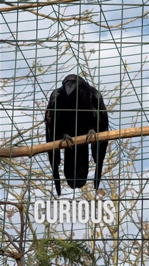 Curious Raven That Can’t Fly Anymore 🖤| Neugieriger Rabe, der nicht mehr fliegen kann 🖤