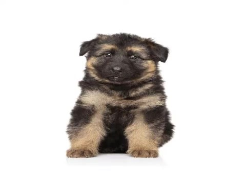 German shepherd puppy to adult morph and back. this morph done by me on photo Morpheus photo morpher is 5 years old now. enjoy. #morph #puppy #dog #magicmorphs26 #noai