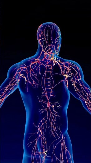 Sistema linfático #biologia #biology #facts