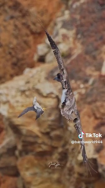 Beautiful & Cute Birds: A Video for Bird Lovers & Watchers