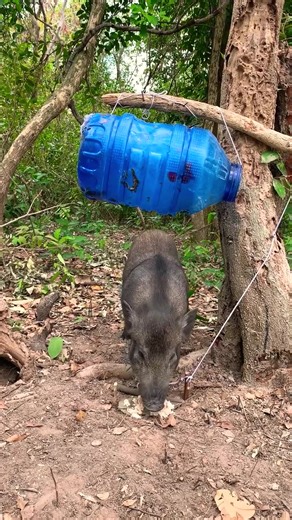 Unique Wild Boar Trapping Techniques in Forests