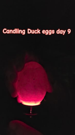 Candling Duck eggs day 9 and I'm basically a proud parent already! Lots of movement, it's like they're saying, 'Get ready, world!' One egg is a dud, but who needs perfection when you've got quackers on the way? If you would like me to go live for hatching let me know #duck #babyducks #animals #animallovers #farmlife #smile #incubator | Missys Farm Adventures