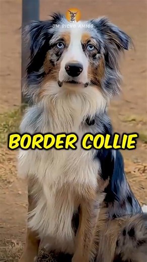 3 tipos de Border Collie! (o último é o mais raro) #bordercollie #edit #shorts