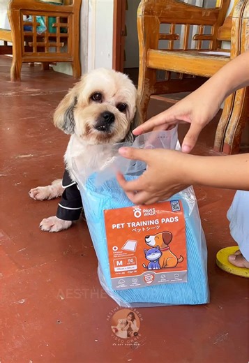 aestheticfurmom on TikTok