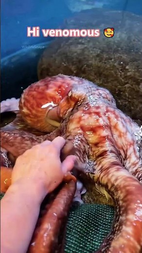 🐙 Cute & Mind-Blowing Octopus Moments 💙✨ Ocean Intelligence Like Never Before! #octopus #shorts