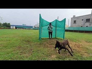 Frontline K9 Force Protection Dog: Ninja, Search and Hold training.