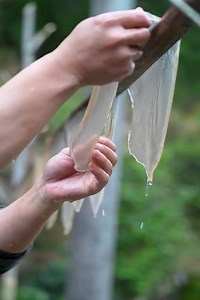 508K views · 8.9K reactions | When Hunger Struck, They Ate This – The Story of Fern Root Powder | Caffè del Carpino | Facebook