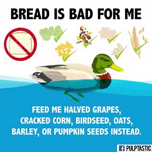 Feeding ducks bread can cause malnutrition, diseases, and bad behavior... please note that there are many other treats that are healthy for them 🦆 | Pulptastic