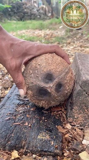Good tool for removing 3-eyed coconut from the shell