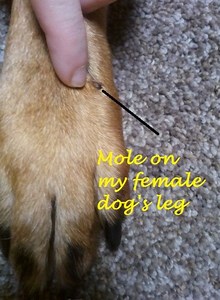What Is That Black Mole on My Dog's Leg? Here's What to Do