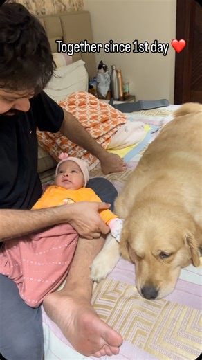 Little Arya with Alex 😇❤️ we never kept them apart since 1st day. We are way too lucky to see them growing up together 🙏🏻😇🧿 | Alex- The golden dog