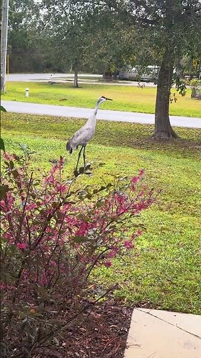 Exploring florida's wildlife: sandhill cranes up close #sandhillcrane #florida
