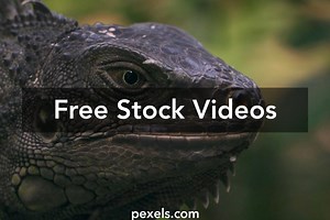 Dragon Background Videos, Download The BEST Free 4k Stock Video Footage & Dragon Background HD Video Clips