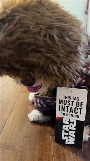 Lance the dog in his Chewbacca costume